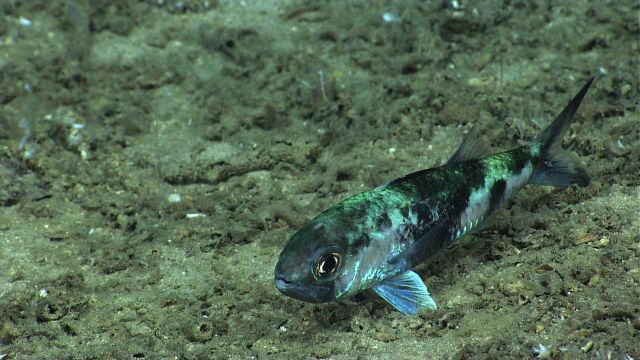 Greeneye (Chloropthalmus agassizi) Picture