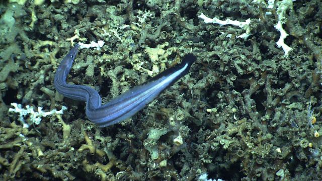 A halosaur. Picture