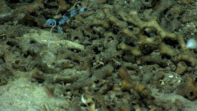 Appears to be a skinny greeneye (Chloropthalmus agassizi) Picture