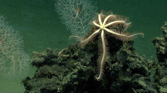 A seven-armed brisingid starfish. Picture