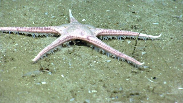 The goniasterid starfish Nymphaester arenatus. Picture