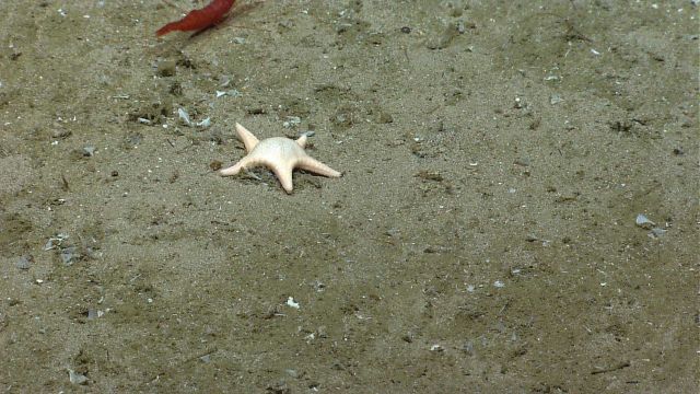 Small starfish and red shrimp. Picture