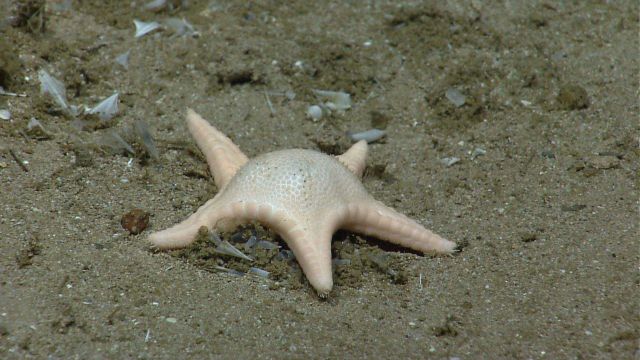 Starfish on pteropod shells. Picture
