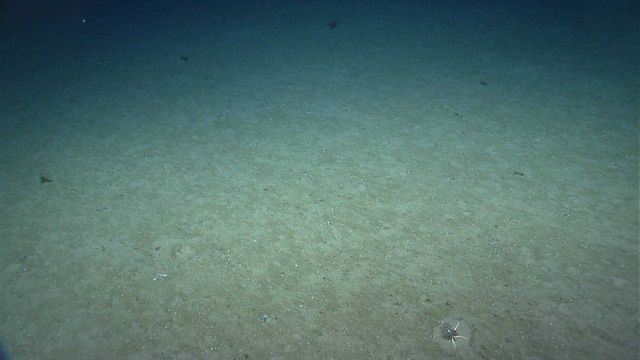 Starfish covering self with sediment. Picture