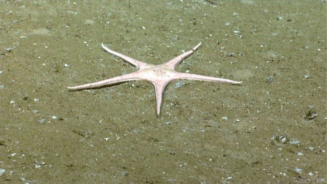 The goniasterid starfish Nymphaester arenatus. Picture