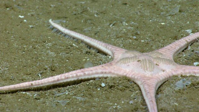 The goniasterid starfish Nymphaester arenatus. Picture