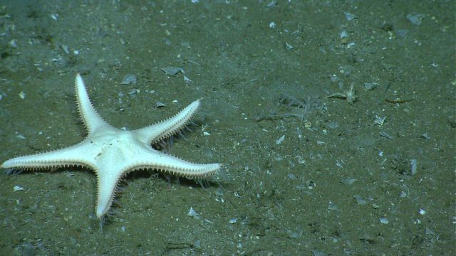 A white sea star on a sediment bottom. Picture