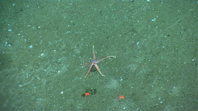 An orange brown sea star on a sediment bottom. Picture