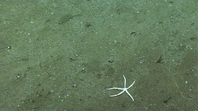A white sea star on a sediment bottom. Picture