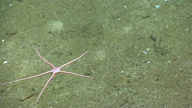 A pinkish brittle star with a pentagonal central disk. Picture