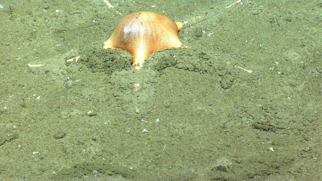 The deepsea starfish Dytaster insignis Picture
