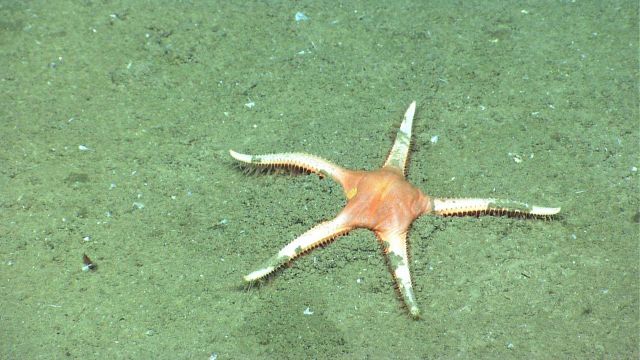 The deepsea starfish Dytaster insignis Picture