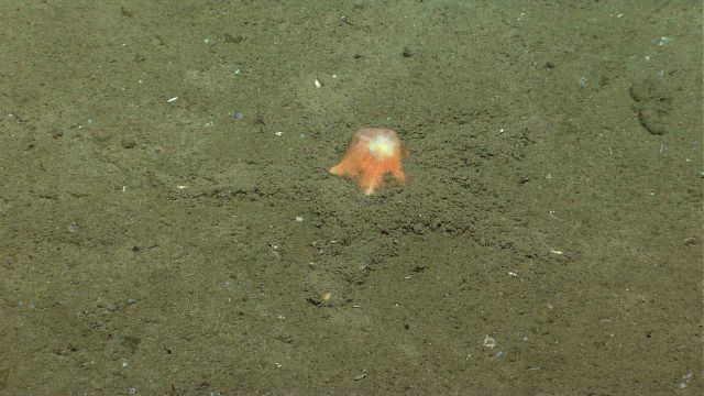 The deepsea starfish Dytaster insignis Picture