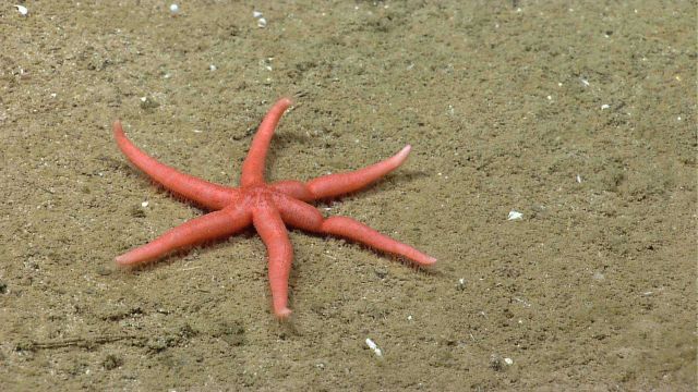 A rarely seen six-rayed starfish, possibly Ampheraster alaminos. Picture
