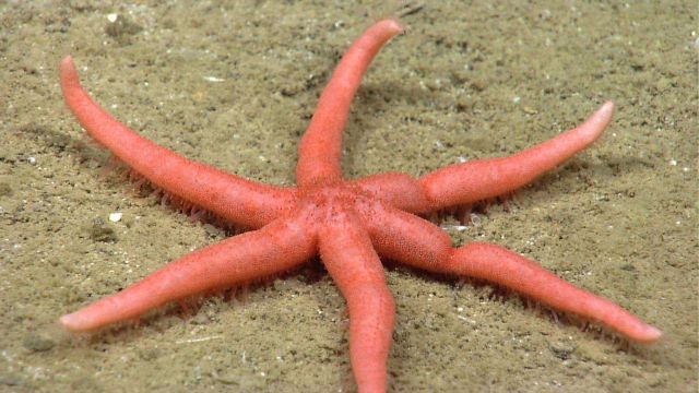 A rarely seen six-rayed starfish, possibly Ampheraster alaminos. Picture