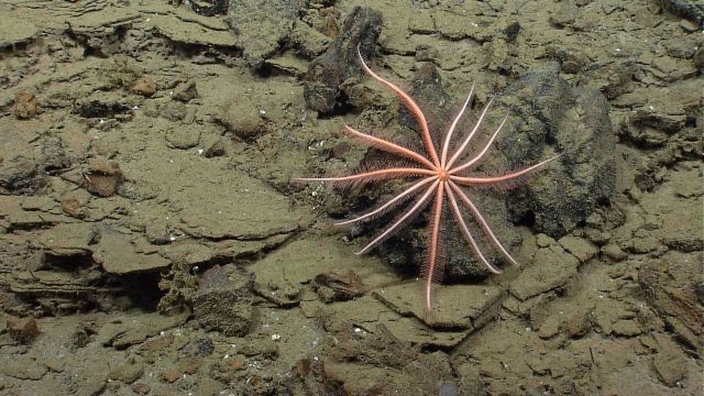 A large brisingid starfish. Picture