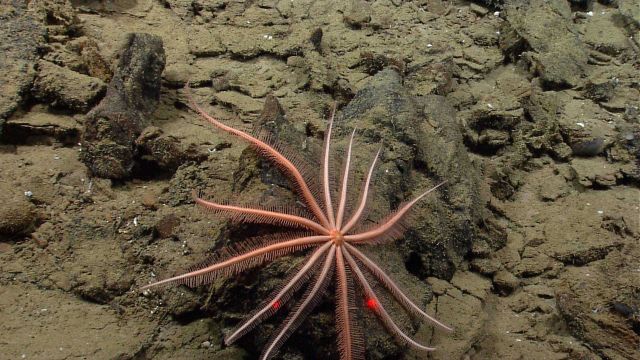 A large brisingid starfish. Picture