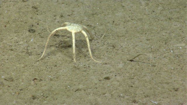 A bottom dwelling brittle star in a 