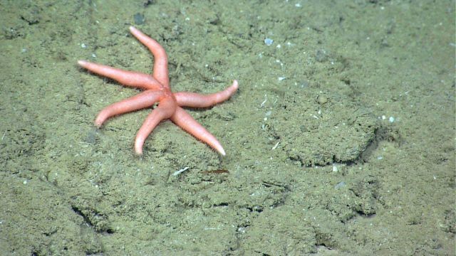 A rarely seen six-rayed starfish, possibly Ampheraster alaminos. Picture