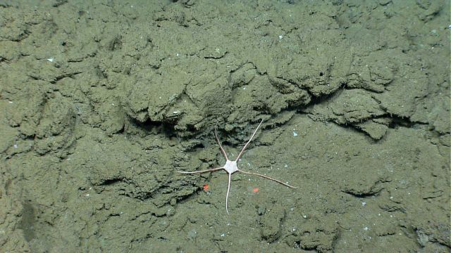 A bottom-dwelling brittle star with a pentagonal central 
