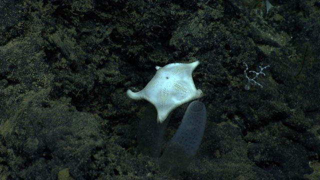 Goniasterid starfish (Peltaster sp.?) feeding on a glass sponges. Picture