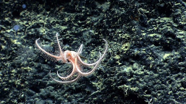 Brisingid starfish at the end of a dead coral stalk. Picture