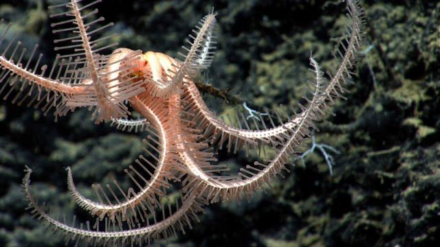 Brisingid starfish at the end of a dead coral stalk. Picture