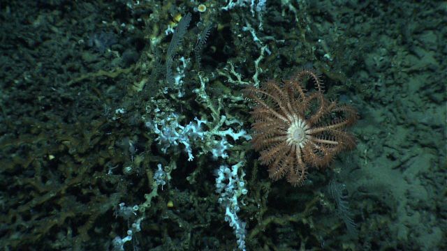 Brisingid starfish in a stand of Lophelia pertusa rubble with little live coral. Picture