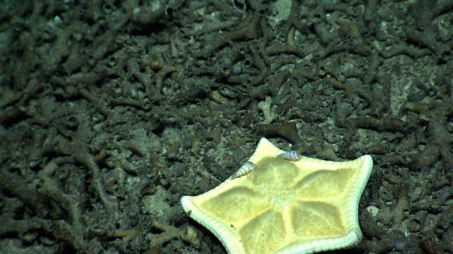 An odd white bat star with pentagonal design on top with two small shiny gastropods. Picture