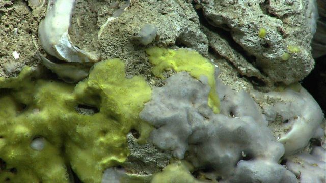 Yellow and white encrusting sponges. Picture