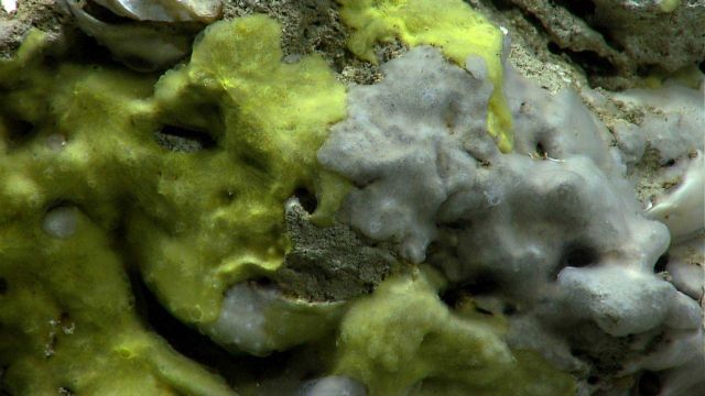 Yellow and white encrusting sponges. Picture