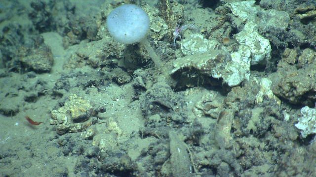 A stalked globular sponge. Picture