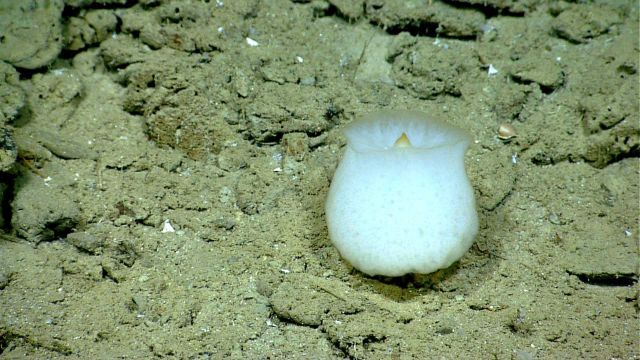 A globular white sponge. Picture