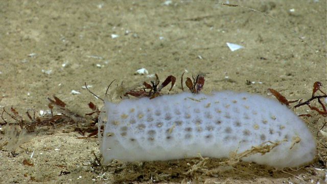 Venus flower basket sponge on silty substrate with sargassum weed. Picture