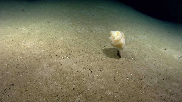 Amorphous stalked sponge above silty bottom. Picture