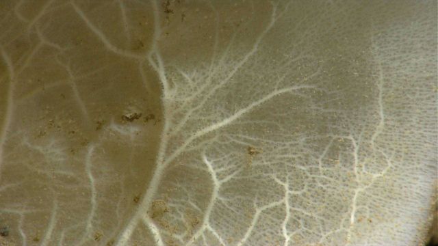 Closeup of the texture of the sponge in image expn2336. Picture