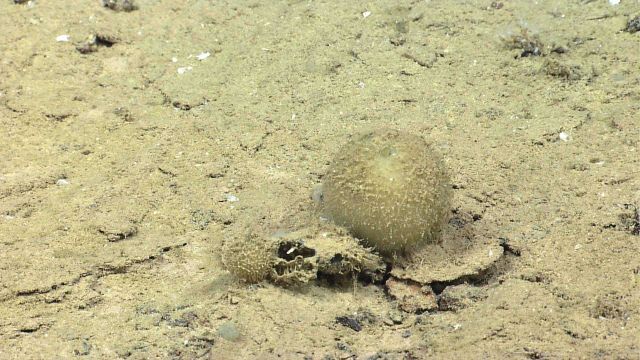 A mellon sponge. Picture