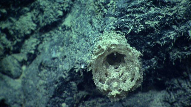 A dead venus flower basket sponge. Picture