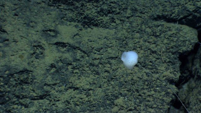 A small white stalked sponge Picture