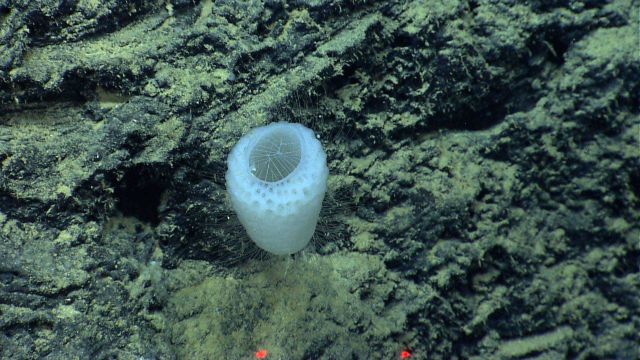 Top view of a venus flower basket sponge. Picture