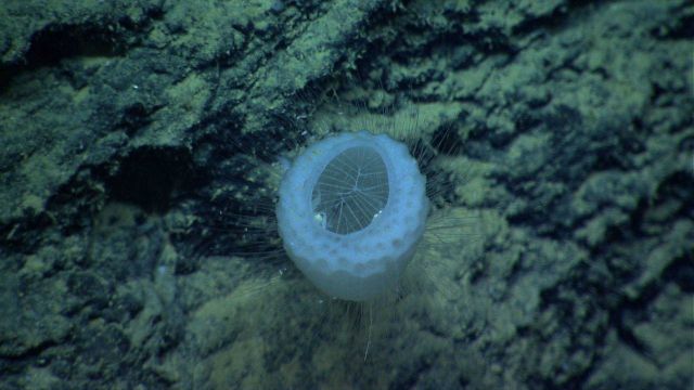 Top view of a venus flower basket sponge. Picture