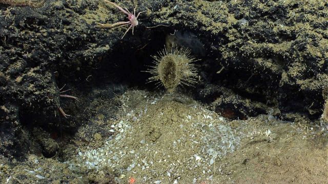 A sponge with a large amount of sediment with accompanying pteropod shells below it. Picture