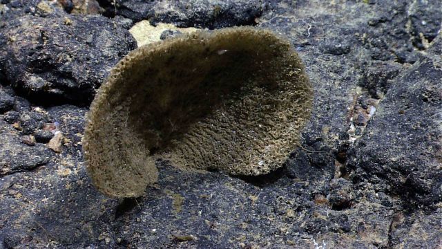 A dead sponge. Picture