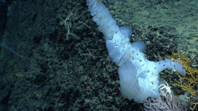 A white sponge with a white squat lobster and two different octocoral species. Picture