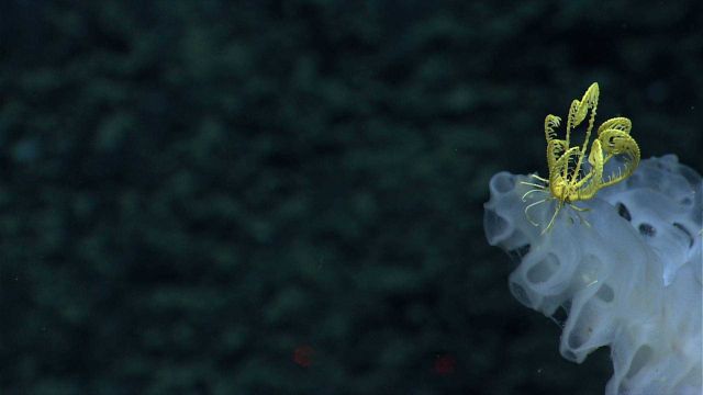 A white sponge with a yellow feather star crinoid. Picture