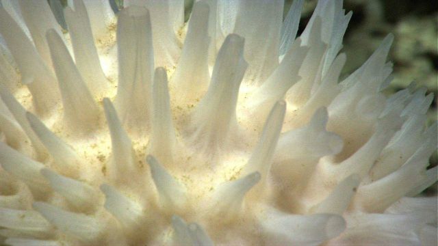 Closeup of spiky white sponge. Picture