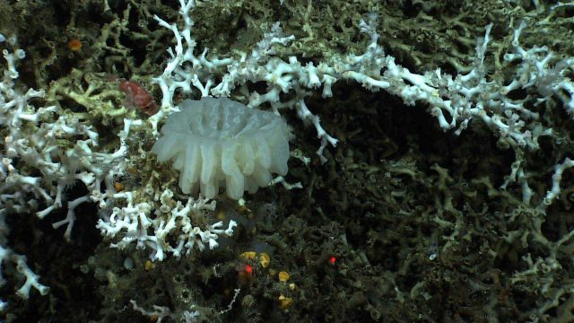 A white goiter sponge in a bed of Lophelia pertusa Picture