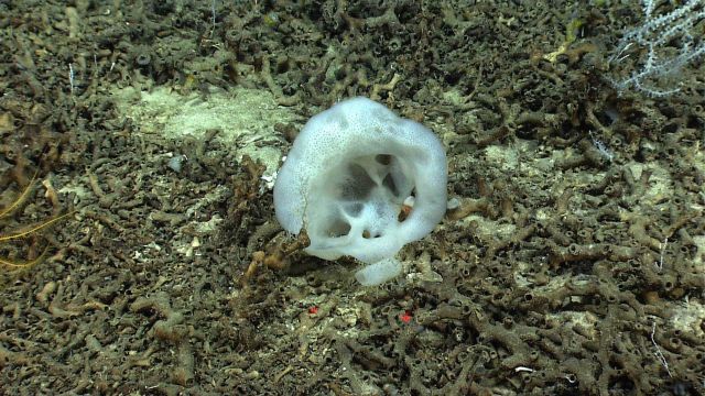 A white sponge in an area strewn with Lophelia pertusa rubble. Picture