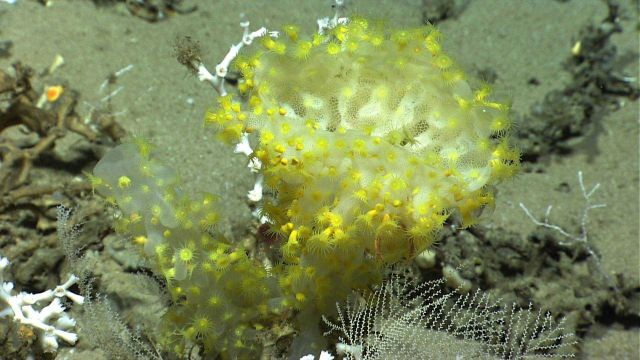 A white sponge covered with yellow zoanthids. Picture