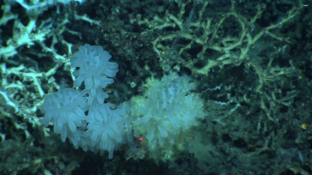 A group of white sponges, one of which is covered with yellow zoanthids, in a Lophelia pertusa thicket. Picture